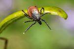Ochrana před klíšťaty a komáry - | Zdravotnické pomůcky